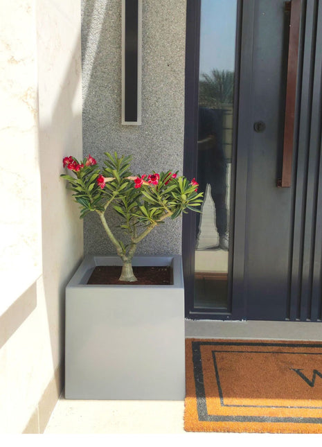 Desert Rose in Square Fiber Glass Pot (GRP) (50x50x50cm)