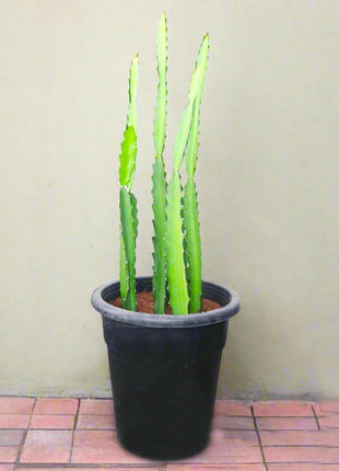 Kanzacam Cactus or Pachycereus gaumeri 5pp  or 0.3-0.5m