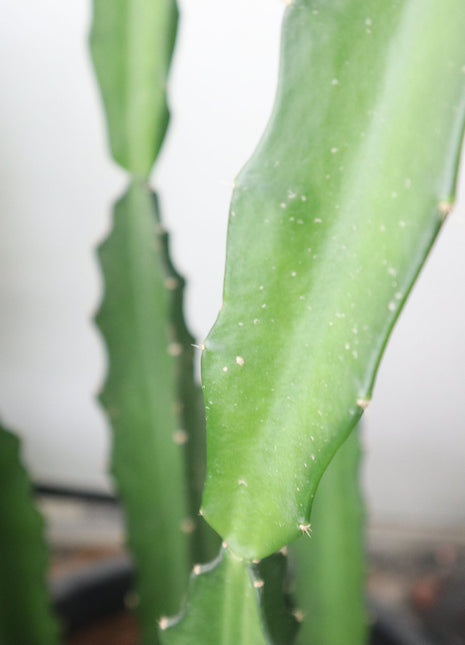 Kanzacam Cactus or Pachycereus gaumeri 5pp  or 0.3-0.5m