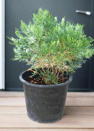 Thuja Small &#8211; Orientalis Pyramidalis Aurea 30-40cm Height