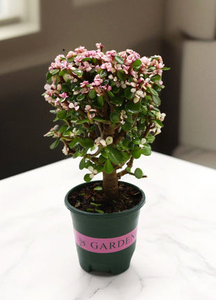 Dwarf Jade Plant &#8211; Elephant Bush 15 &#8211; 20 cm
