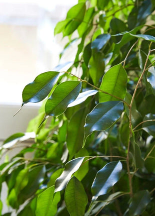 Ficus benjamina &#8220;Weeping Fig&#8221; (Outdoor)