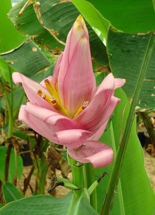 Banana Tree"Musa Paradisiaca " 0.5-0.8m شجرة الموز