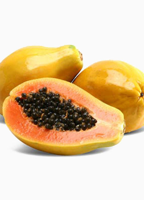 Carica Papaya or Papaya Tree (1.2m - 2.0m) شجرة البابايا