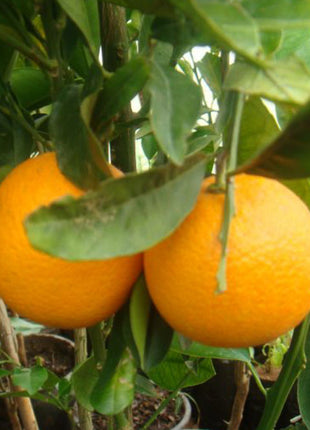 Citrus Orange or Orange Tree البرتقال الحمضيات