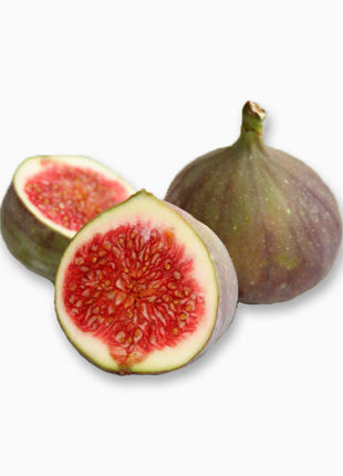 Ficus Carica "Fig Tree" شجرة التين