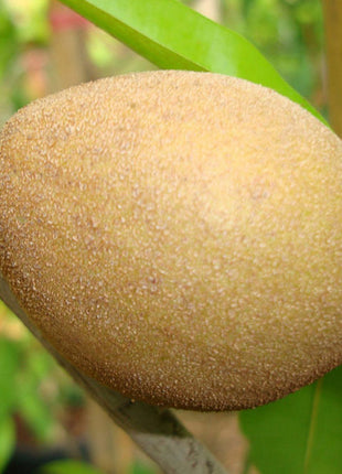 Manilkara Zapota Or Chicko Thai شجرة الشيكو