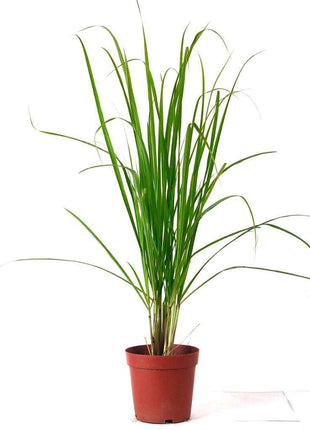 Lemon Grass, Citronella or Cymbopogon Citratus 40 - 60cm عشبة ليمون.