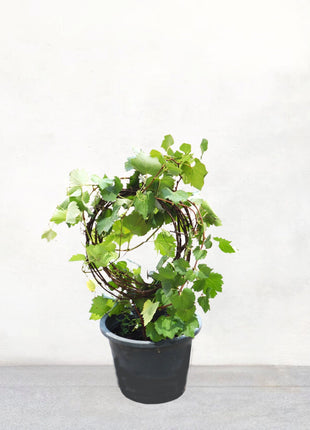 Vitis vinifera Or Pakistani Grapes Plant الشجرالعنب فاين