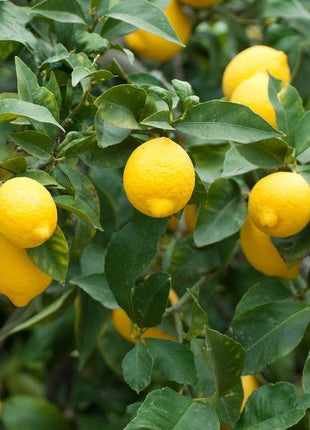 Citrus Lemon Spain شجرة ليمون