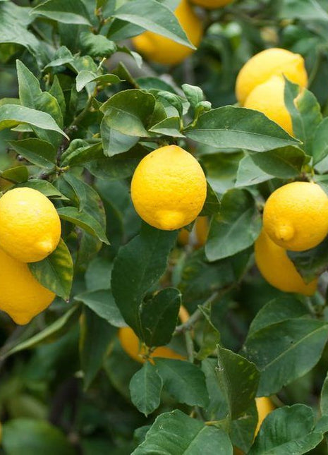 Citrus Lemon Spain شجرة ليمون