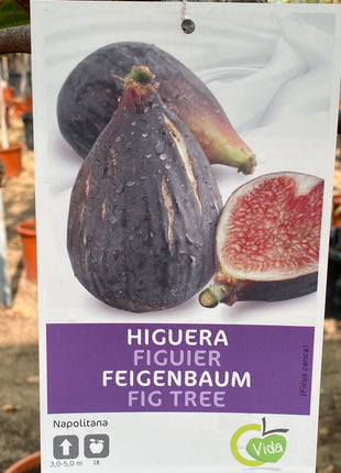 Ficus Carica "Fig Tree" شجرة التين
