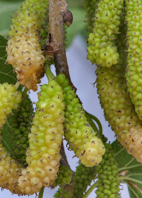 Morus Alba Or Mulberry Tree شجرة توت