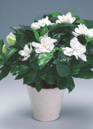Gardenia Jasminoides “Cape Jasmine” ياسمين (Outdoor)