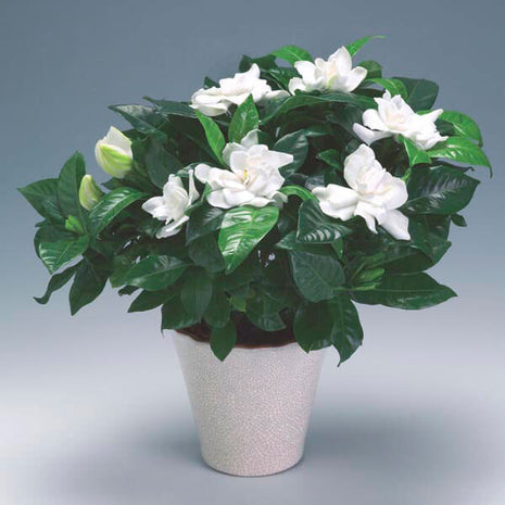 Gardenia Jasminoides “Cape Jasmine” ياسمين (Outdoor)