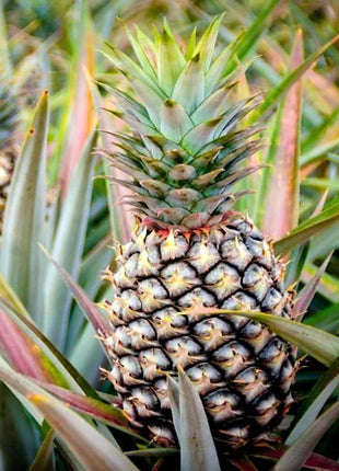 Ananas Comosus | Pineapple Plant 0.7-0.4 m الشجر انانَاس –