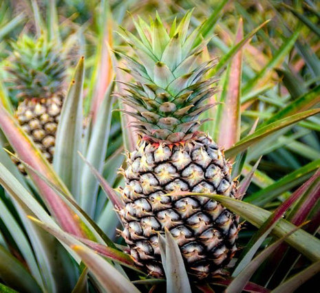 Ananas Comosus | Pineapple Plant 0.7-0.4 m الشجر انانَاس –