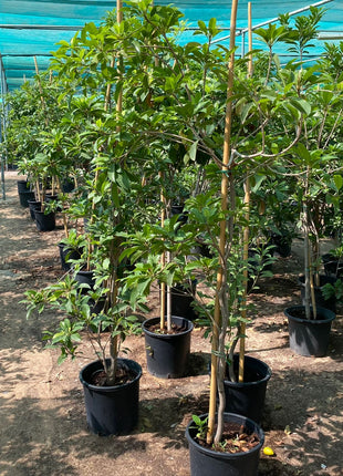 Manilkara Zapota Or Chicko Thai شجرة الشيكو