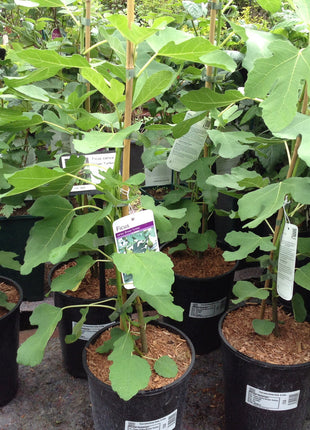 Ficus Carica "Fig Tree" شجرة التين