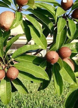 Chickoo Kalapati 1.0 – 1.2m