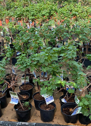 Grapes Red Spain 1.0-1.2m الشجرالعنب فاين