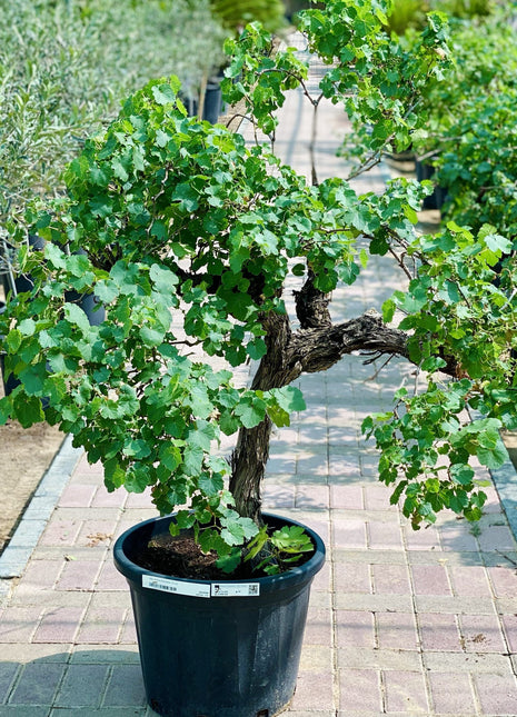 Grapes Vine Branched الشجرالعنب فاين