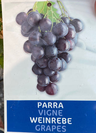 Grapes Vine Branched الشجرالعنب فاين