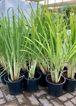 Lemon Grass, Citronella or Cymbopogon Citratus 40 - 60cm عشبة ليمون.