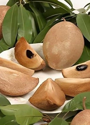 Chickoo Kalapati 1.0 – 1.2m