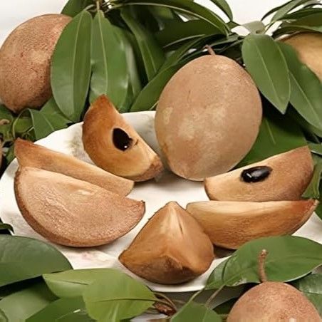 Chickoo Kalapati 1.0 – 1.2m