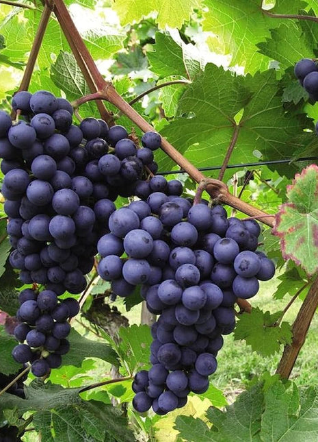 Grapes Red Spain 1.0-1.2m الشجرالعنب فاين