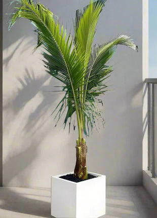 Coconut Large Spindle Palm Privacy Plant نخلة جوز الهند