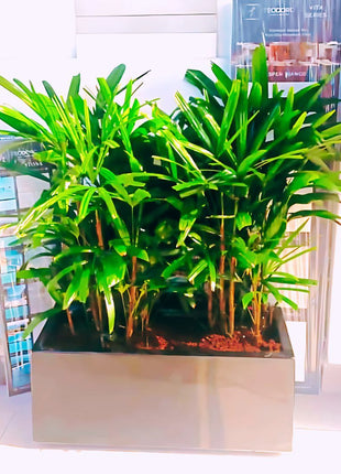 Rhapis Excelsa “Lady Palm سيدة النخيل in Fiber Glass Pot
