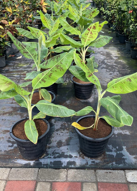 Banana Tree"Musa Paradisiaca " 0.5-0.8m شجرة الموز