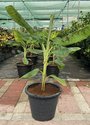 Banana Tree"Musa Paradisiaca " 0.5-0.8m شجرة الموز
