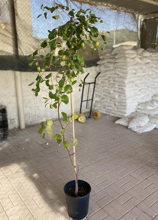 Ziziphus Jujuba Paki 1.5 – 2.0m