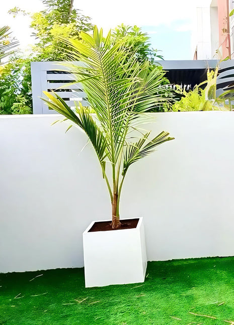 Coconut Large Spindle Palm Privacy Plant نخلة جوز الهند