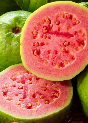 Psidium Guajava Red Or Red Guava Tree 1.0-1.2m شجرة الجوافة