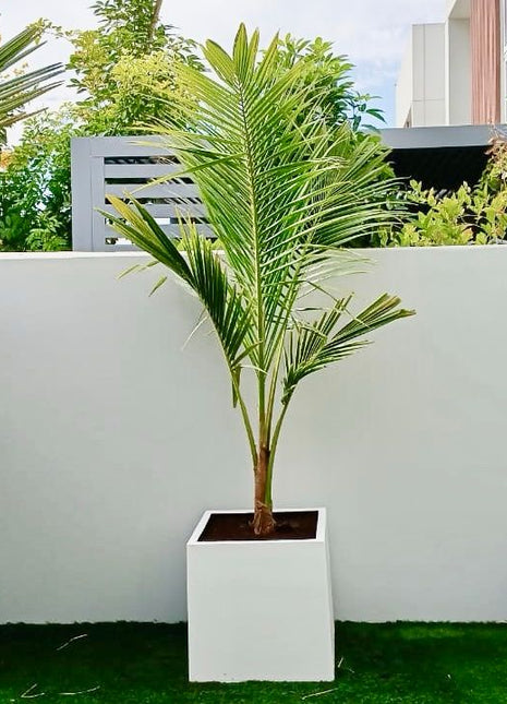 Coconut Large Spindle Palm Privacy Plant نخلة جوز الهند