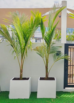 Coconut Large Spindle Palm Privacy Plant نخلة جوز الهند