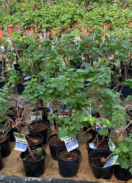 Vitis vinifera Or Grapes Yellow Spain 1.0-1.2m الشجرالعنب فاين