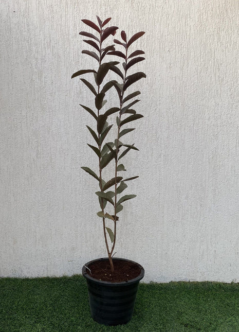 Psidium Guajava Red Or Red Guava Tree 1.0-1.2m شجرة الجوافة