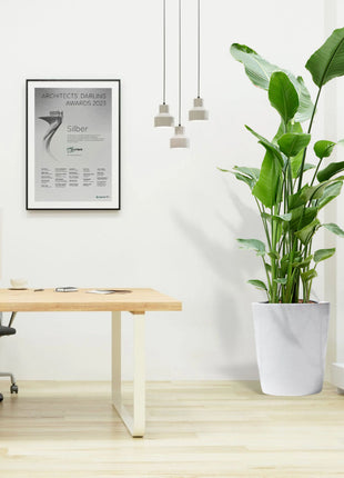 Strelitzia Nicolai or Bird of Paradise طائر الجنة