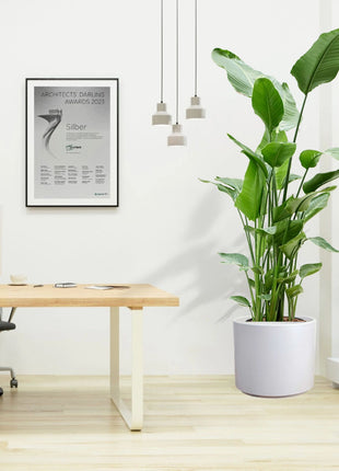 Strelitzia Nicolai or Bird of Paradise طائر الجنة