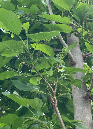 Morus Alba Or Mulberry Tree 3.0-3.5m شجرة توت