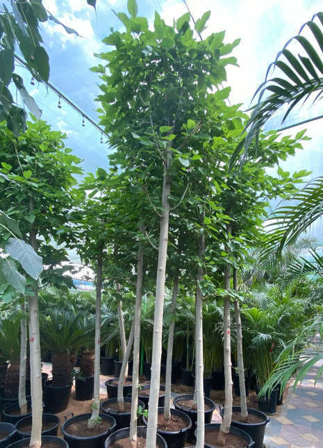 Morus Alba Or Mulberry Tree 3.0-3.5m شجرة توت