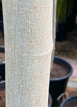 Morus Alba Or Mulberry Tree 3.0-3.5m شجرة توت