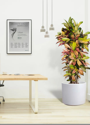 Codiaeum Variegatum (Croton),  Mrs Iceton