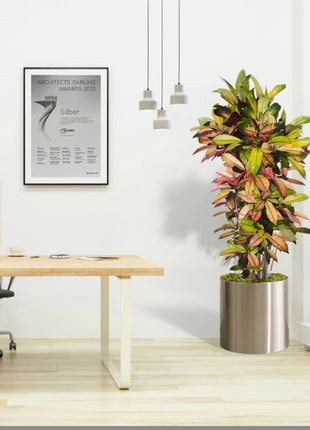 Codiaeum Variegatum (Croton),  Mrs Iceton