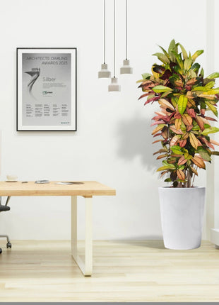 Codiaeum Variegatum (Croton),  Mrs Iceton